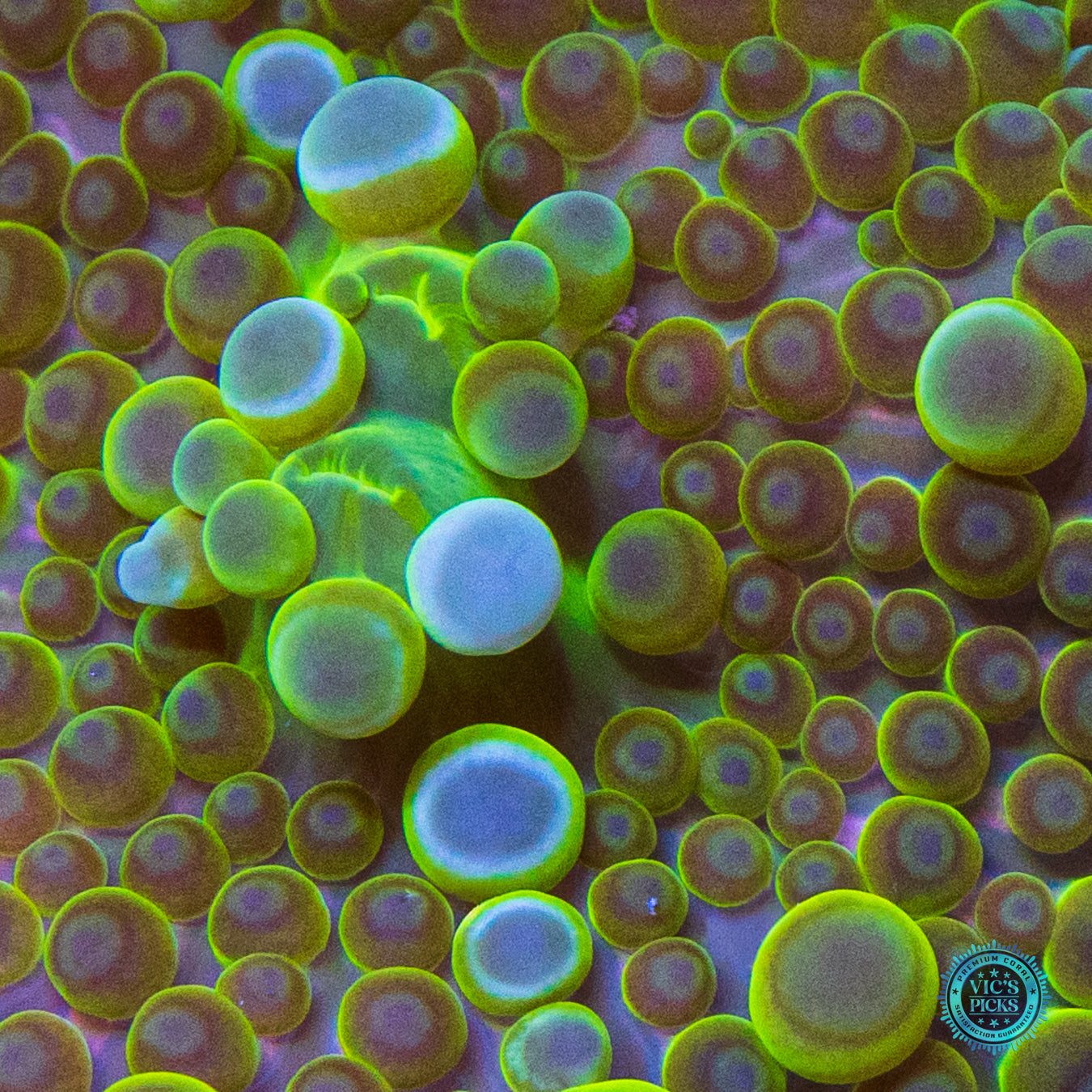 Golden Bubbles Yuma Mushroom