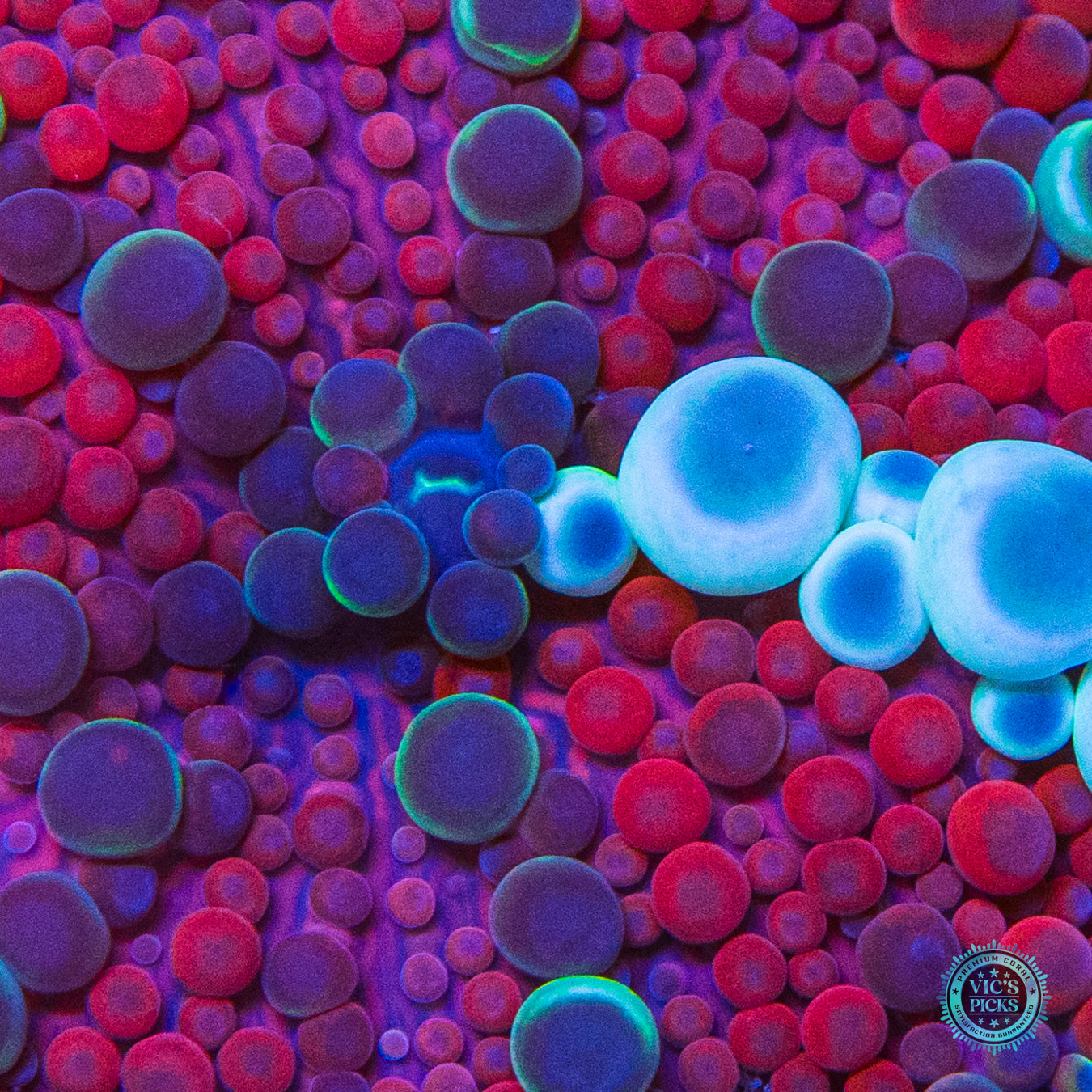 Lava Bubbles Yuma Mushroom