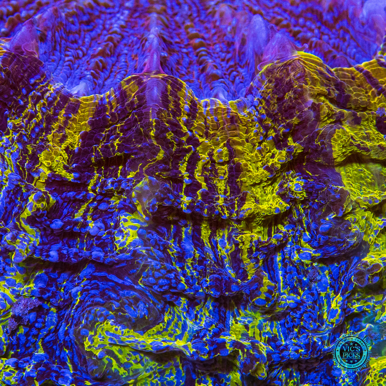 Craziest Cajun Acanthophyllia