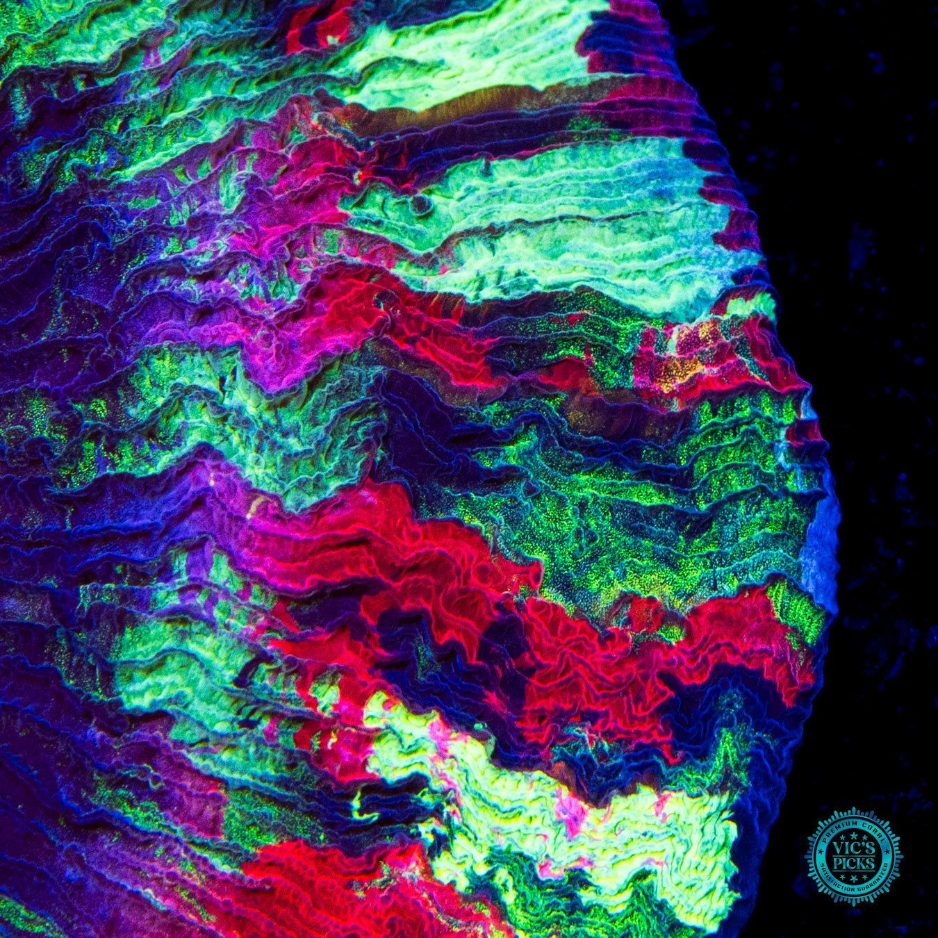 Seafoam Splatter Trachyphyllia