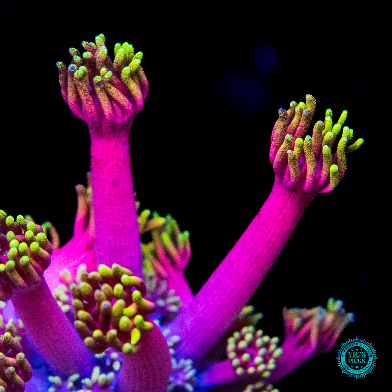 WWC Hollywood Nights Goniopora