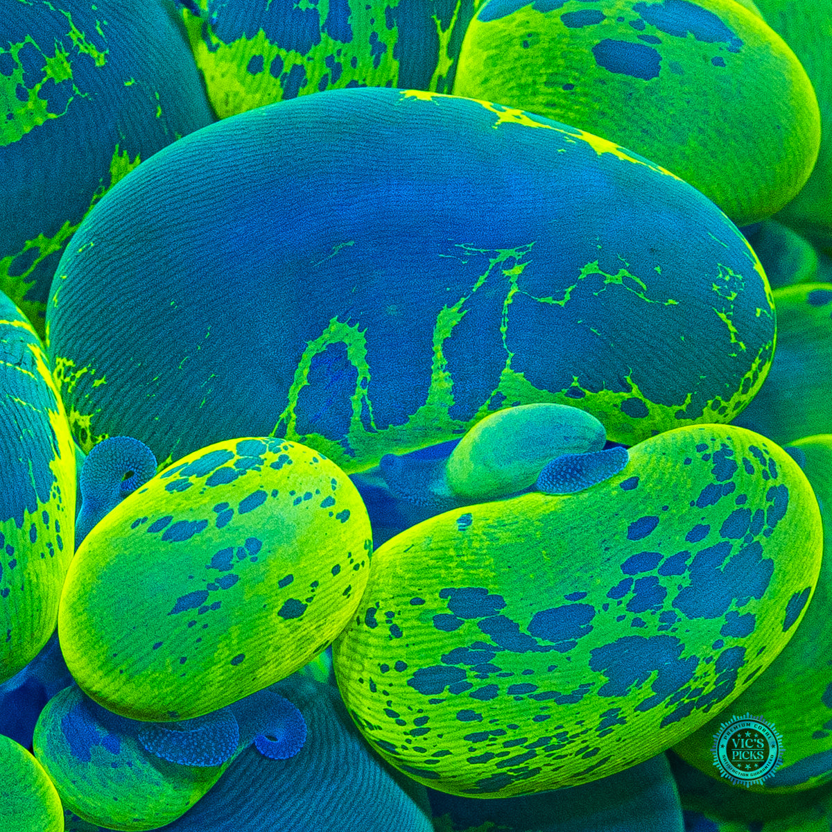 Ultimate Neon Splatter Bubble
