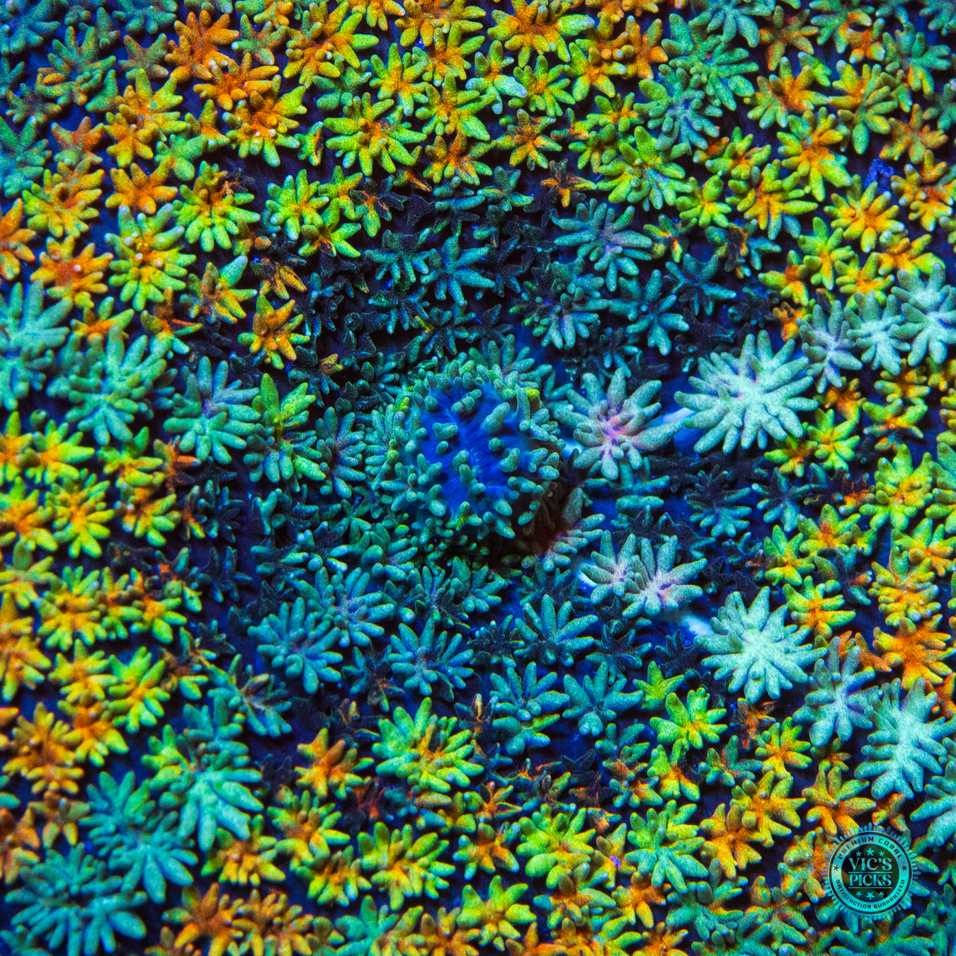 Paradise Cove Carpet Mushroom