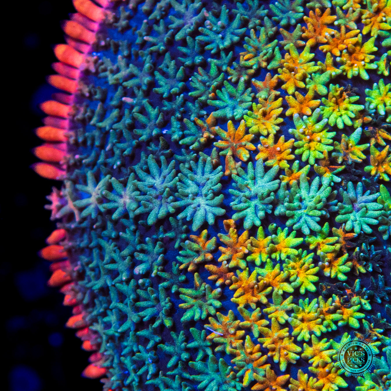 Paradise Cove Carpet Mushroom