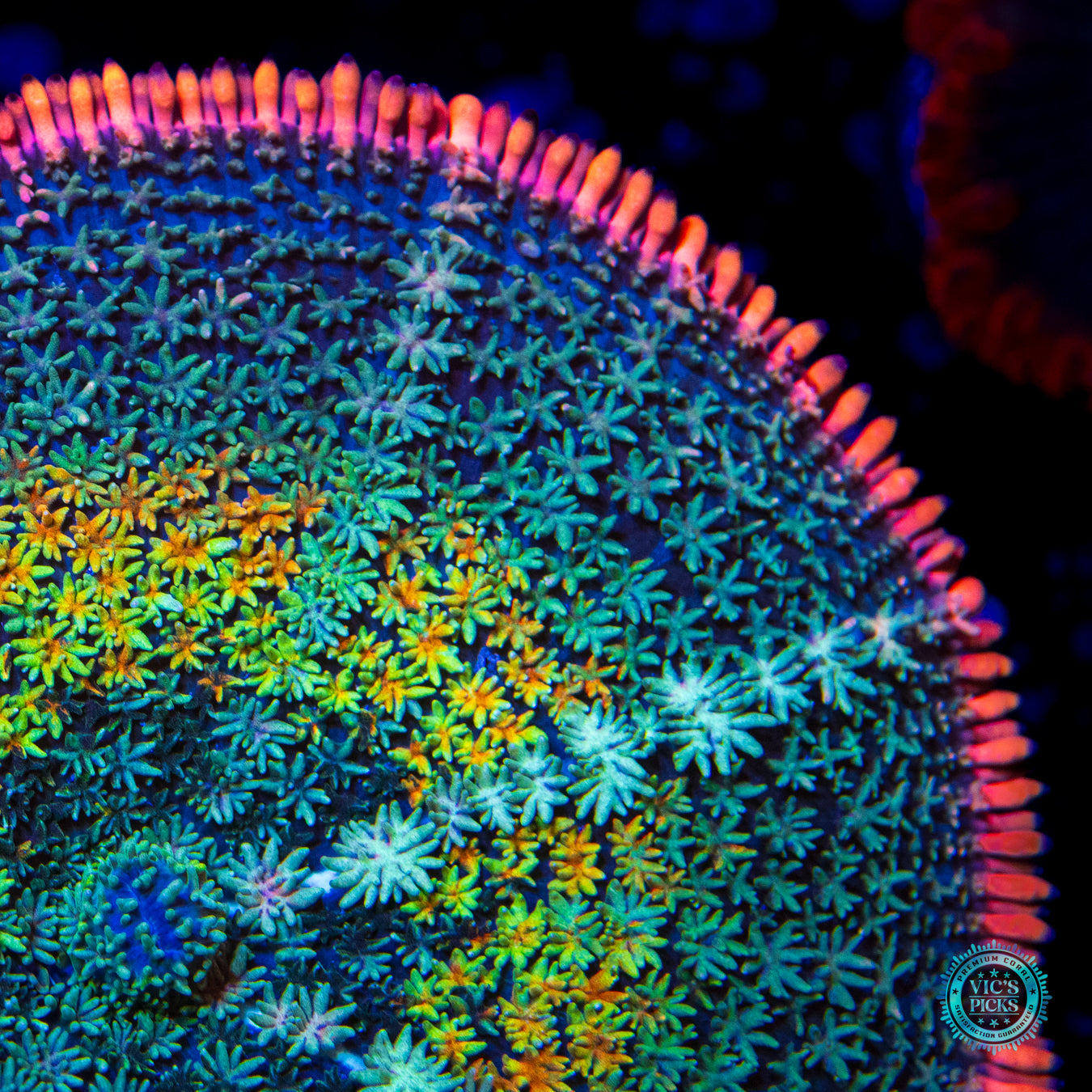 Paradise Cove Carpet Mushroom