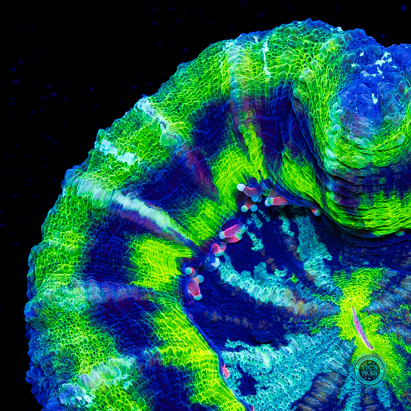 Pink Tentacle and Double Mouth UFO Scolymia