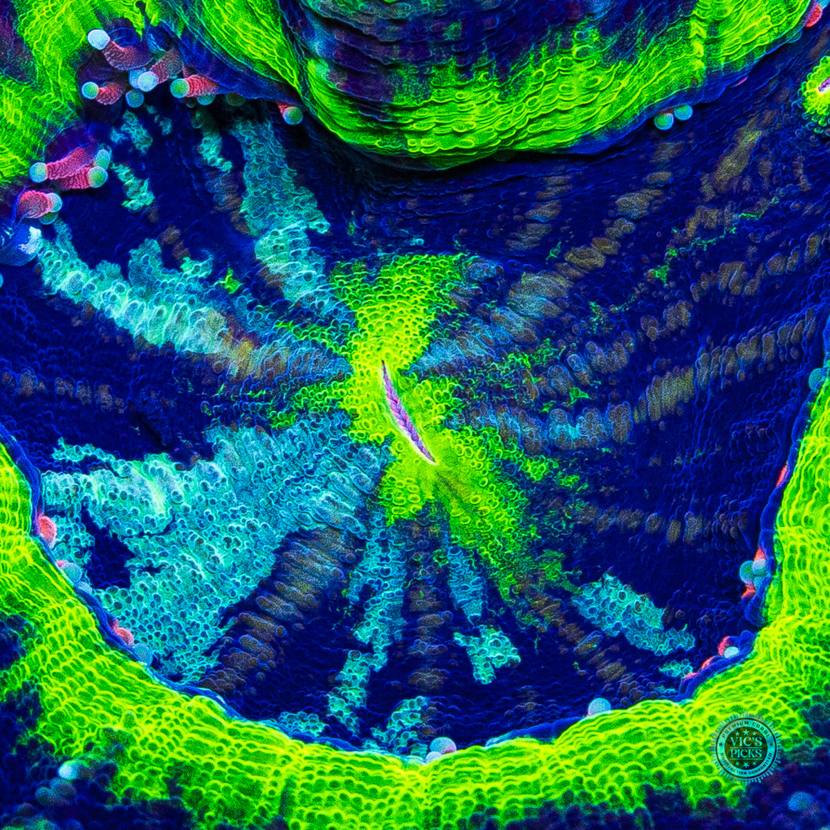 Pink Tentacle and Double Mouth UFO Scolymia