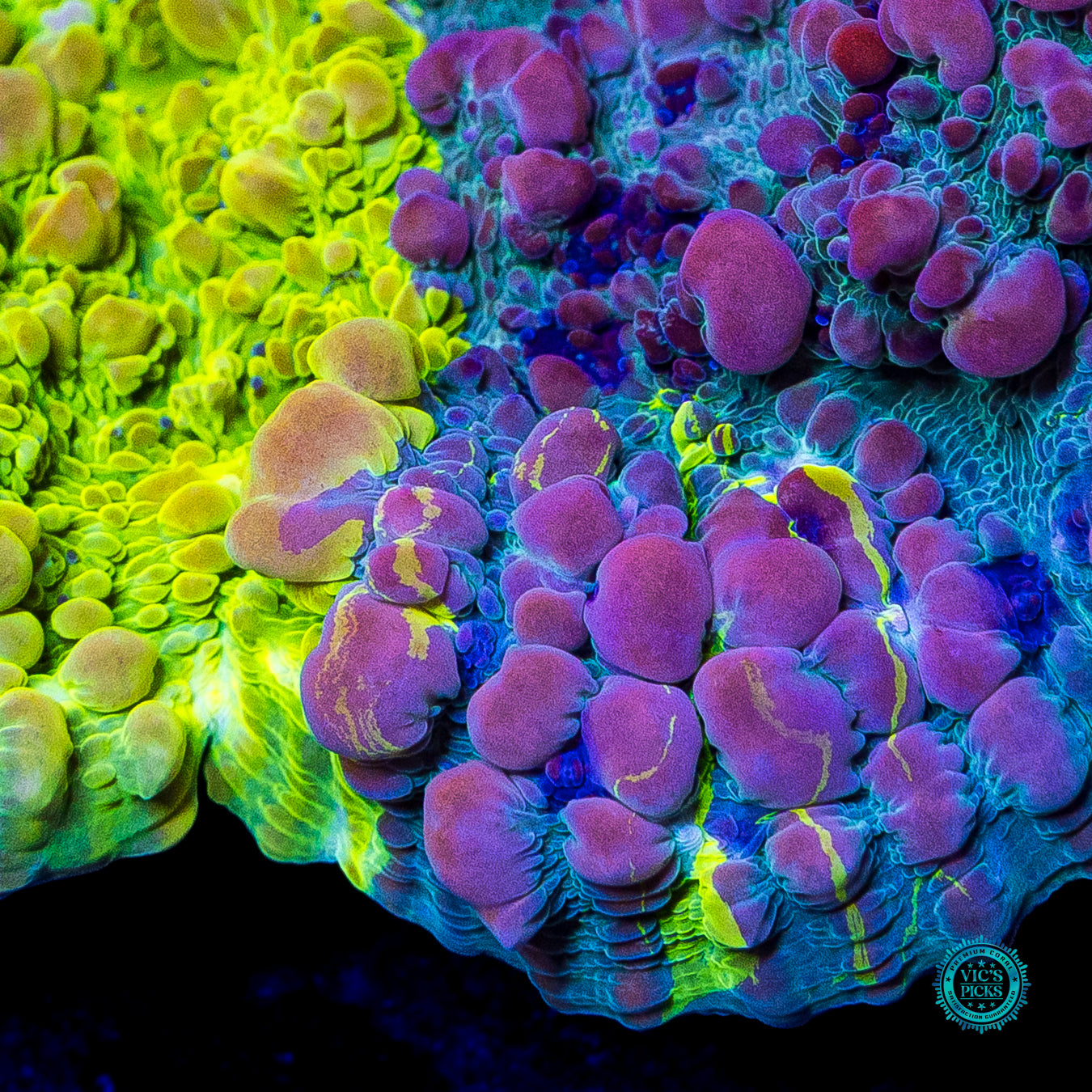WWC Cosmic Candy Bounce Chalice