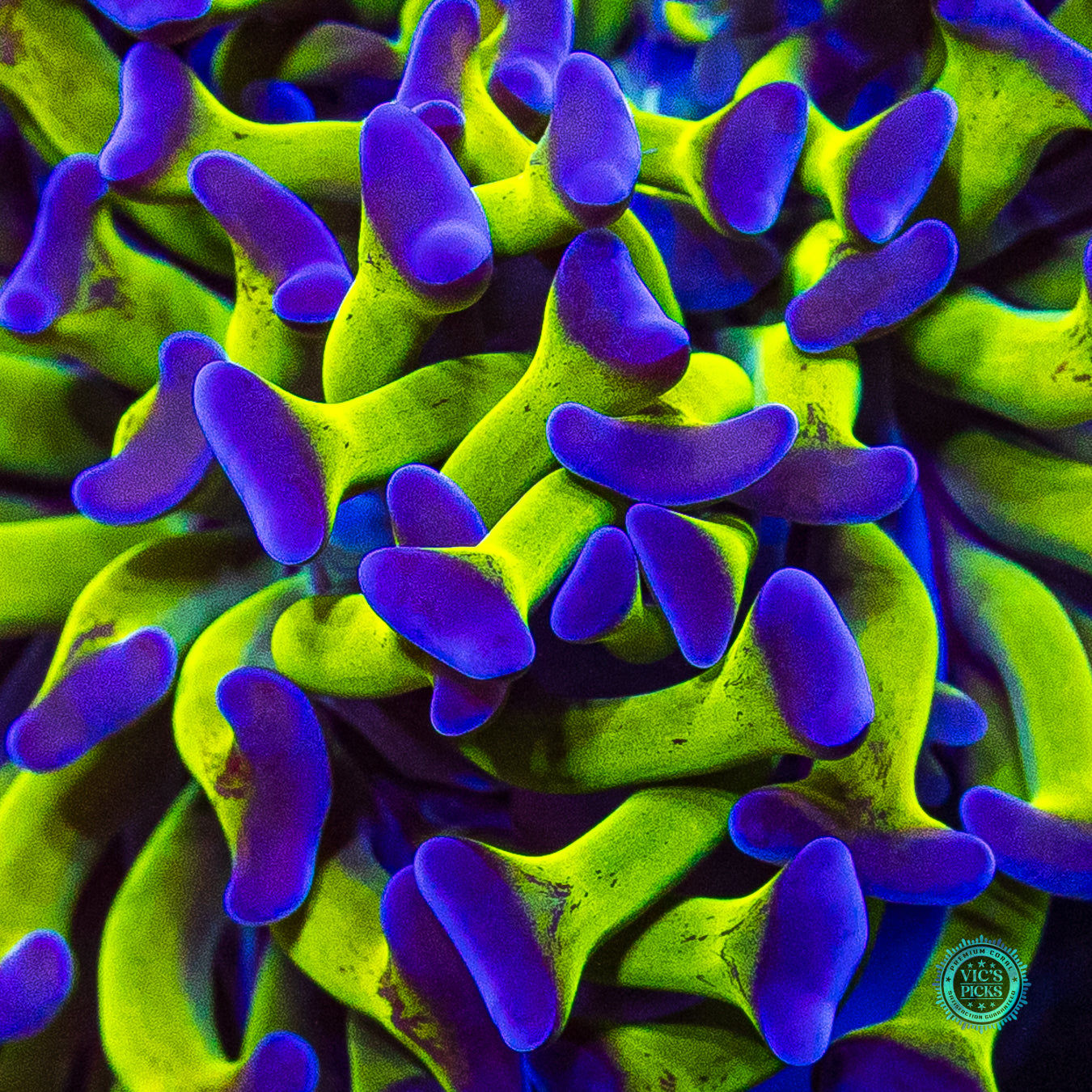 Sin City Neon Branching Hammer