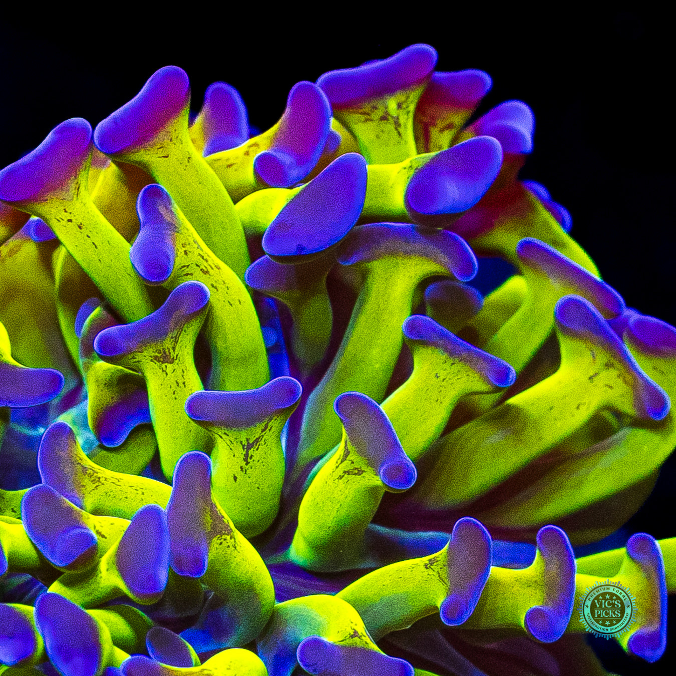 Sin City Neon Branching Hammer
