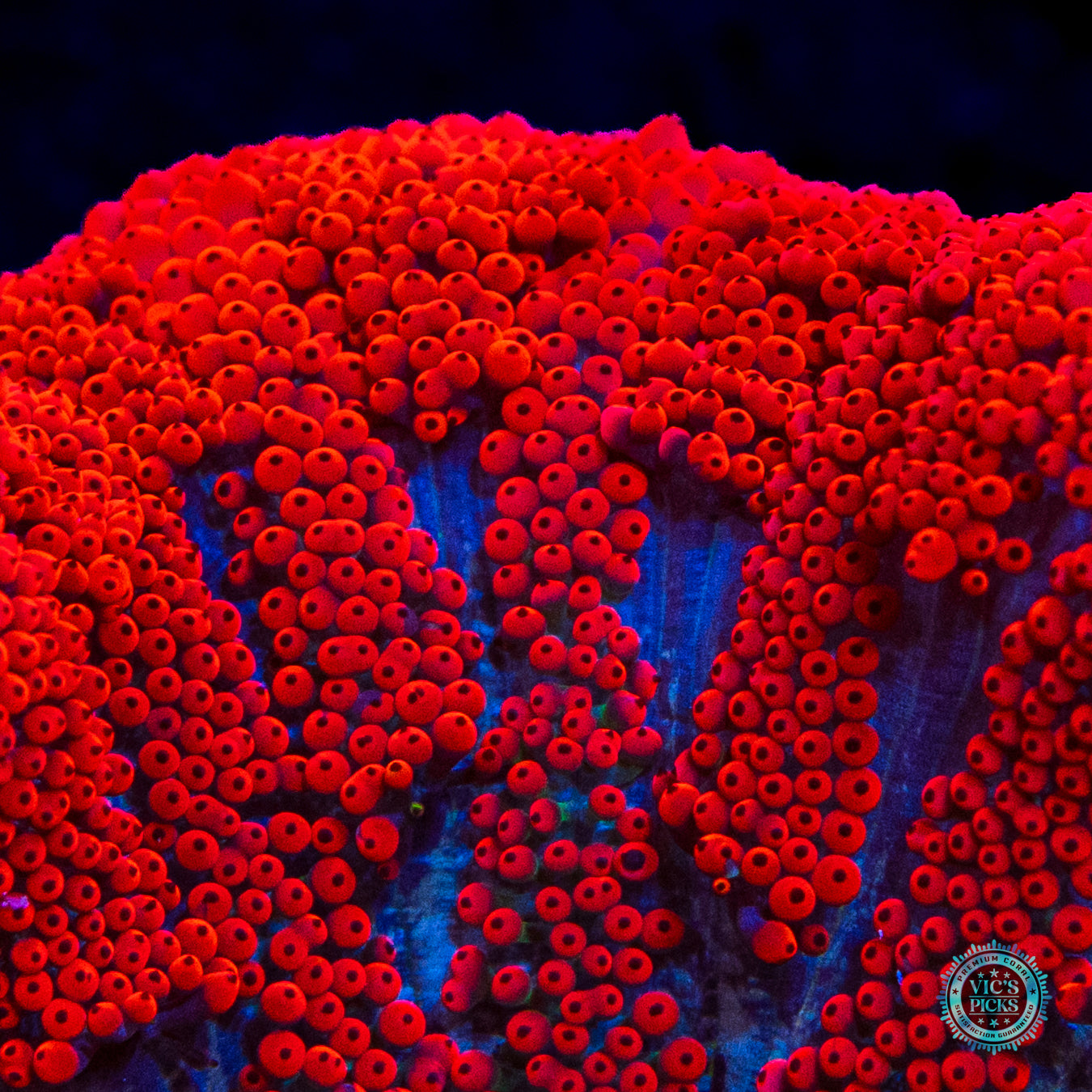 Real Scorcher Mini Maxi Anemone