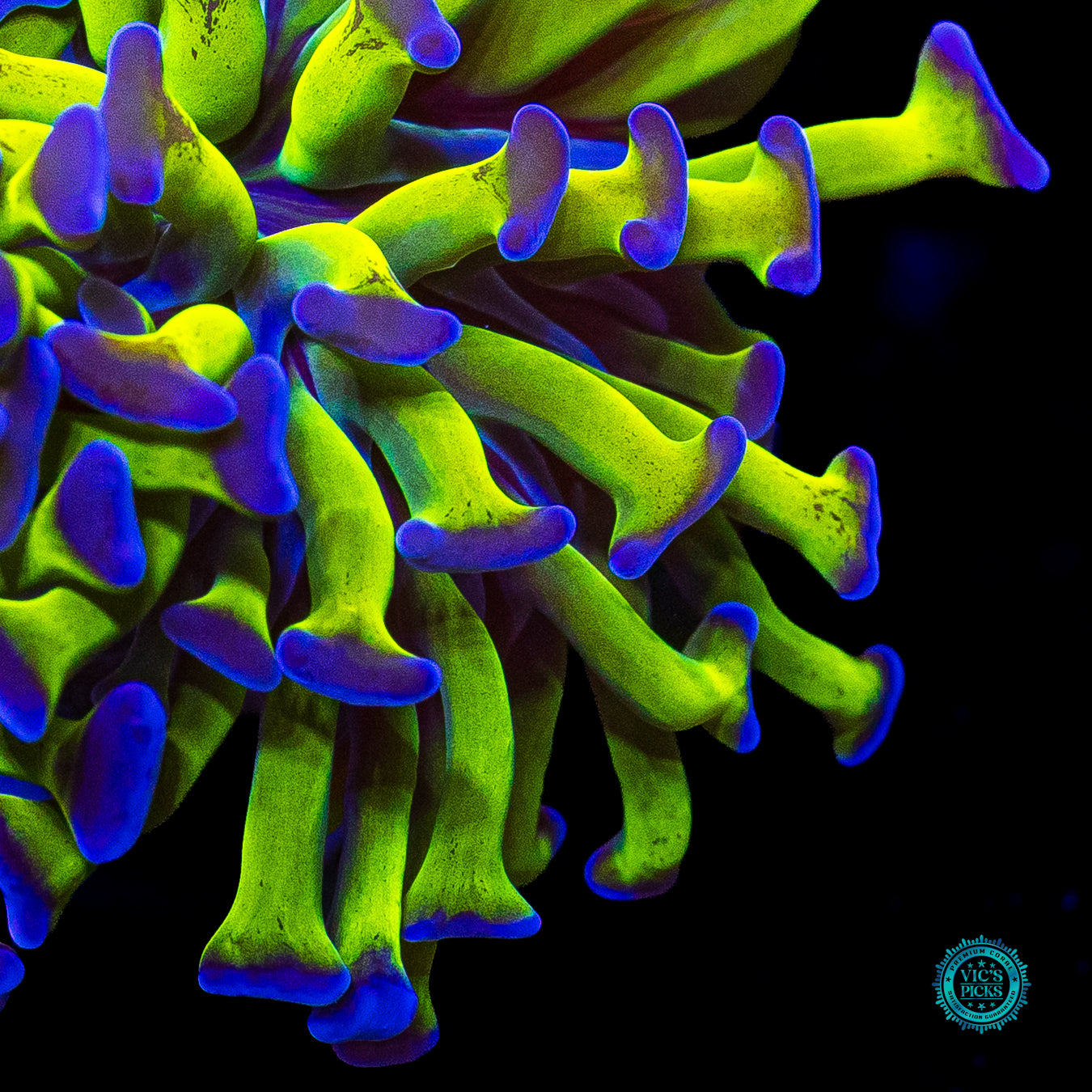 Sin City Neon Branching Hammer