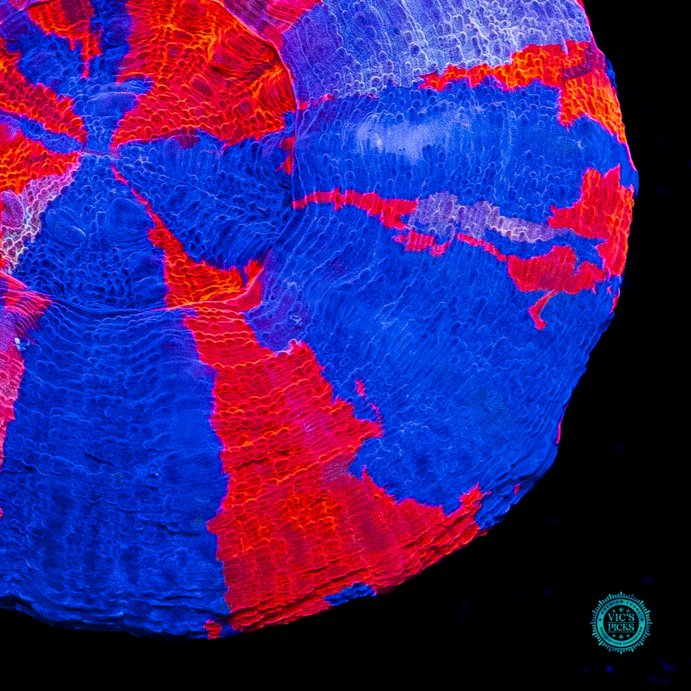 Mighty Superman Scolymia