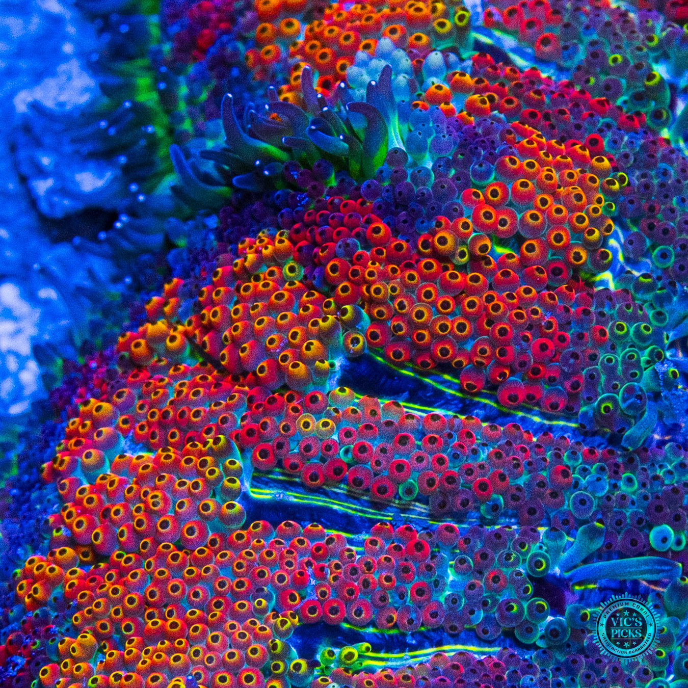 Secret to Immortality Mini Maxi Anemone