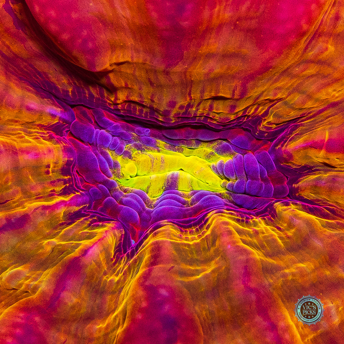 Purple Lotus Cynarina