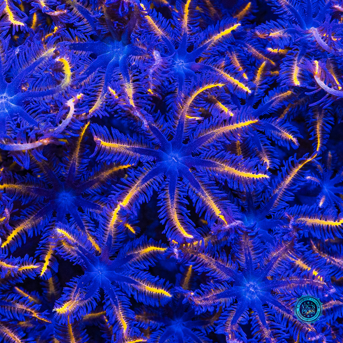 XXL Florida Squeeze Clove Polyps