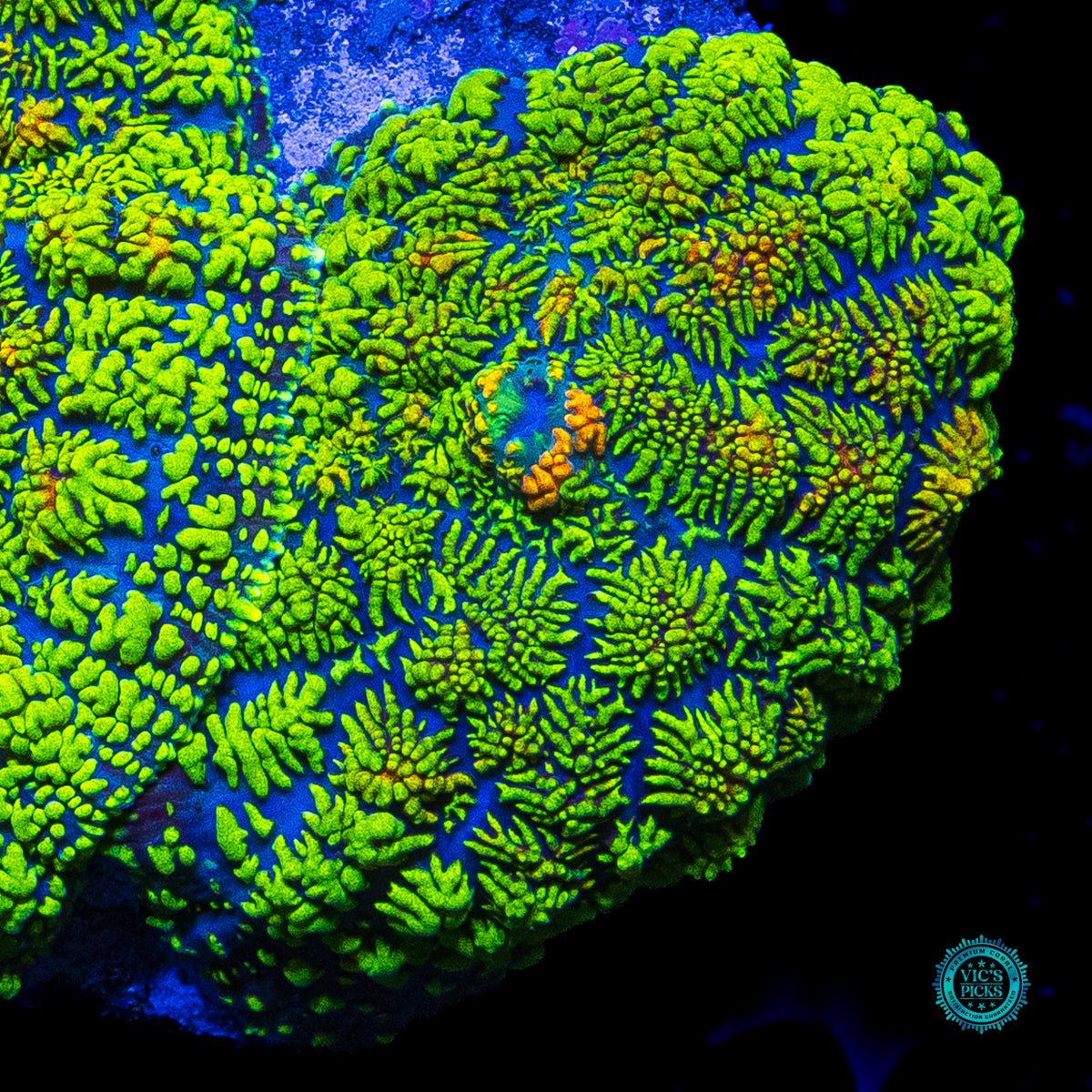 Icarus Rhodactis Mushroom