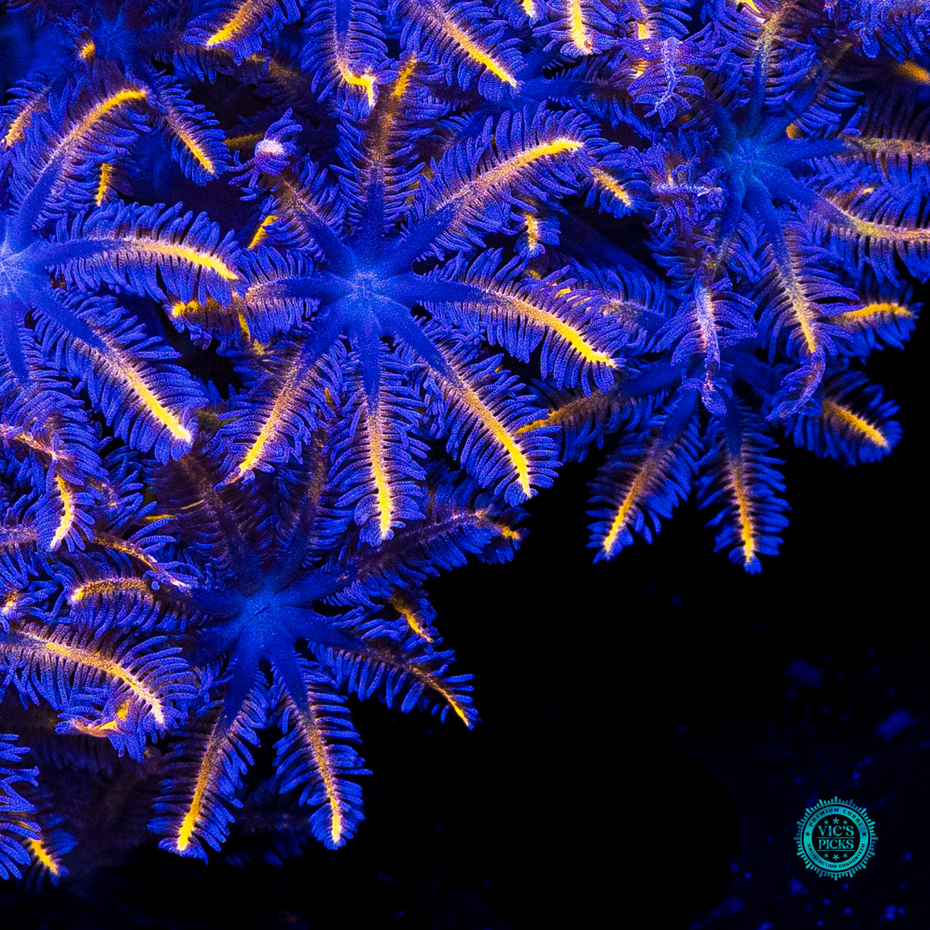 XXL Florida Squeeze Clove Polyps