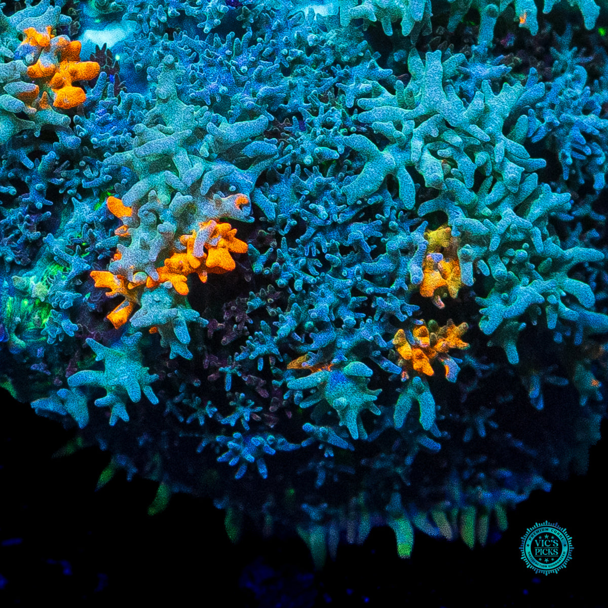 Moon Phaser Rhodactis Mushroom