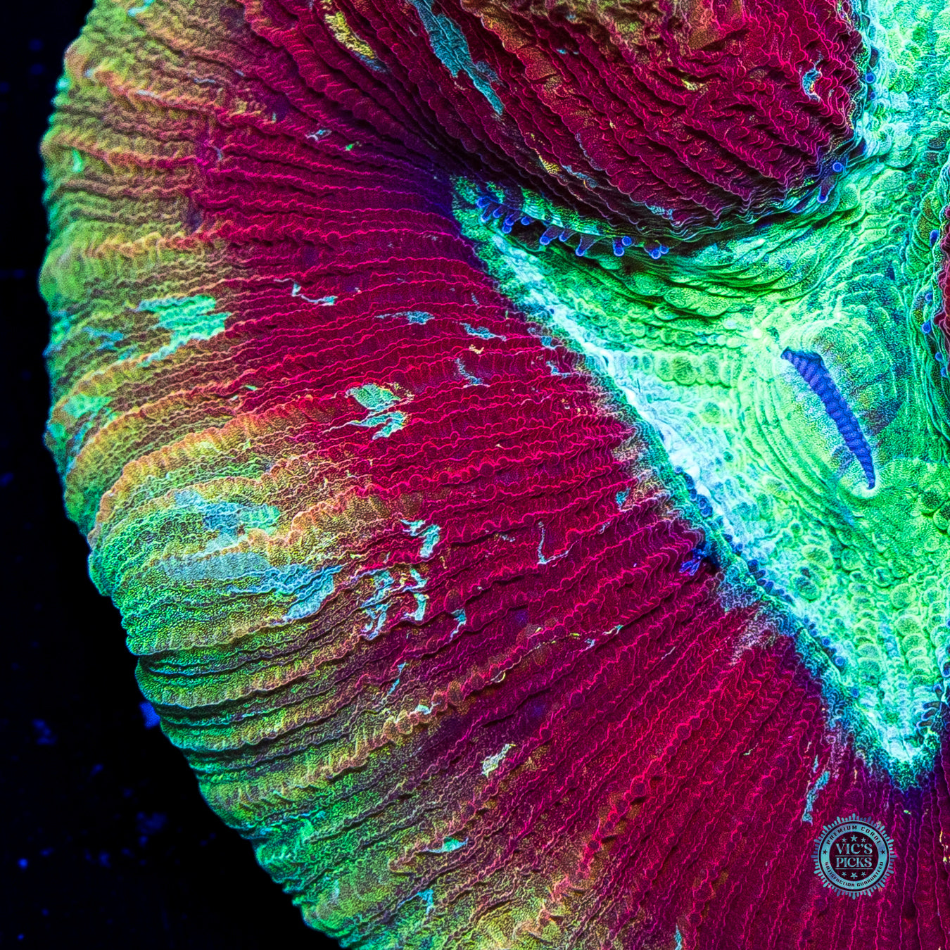 Cosmic Crimson Trachyphyllia