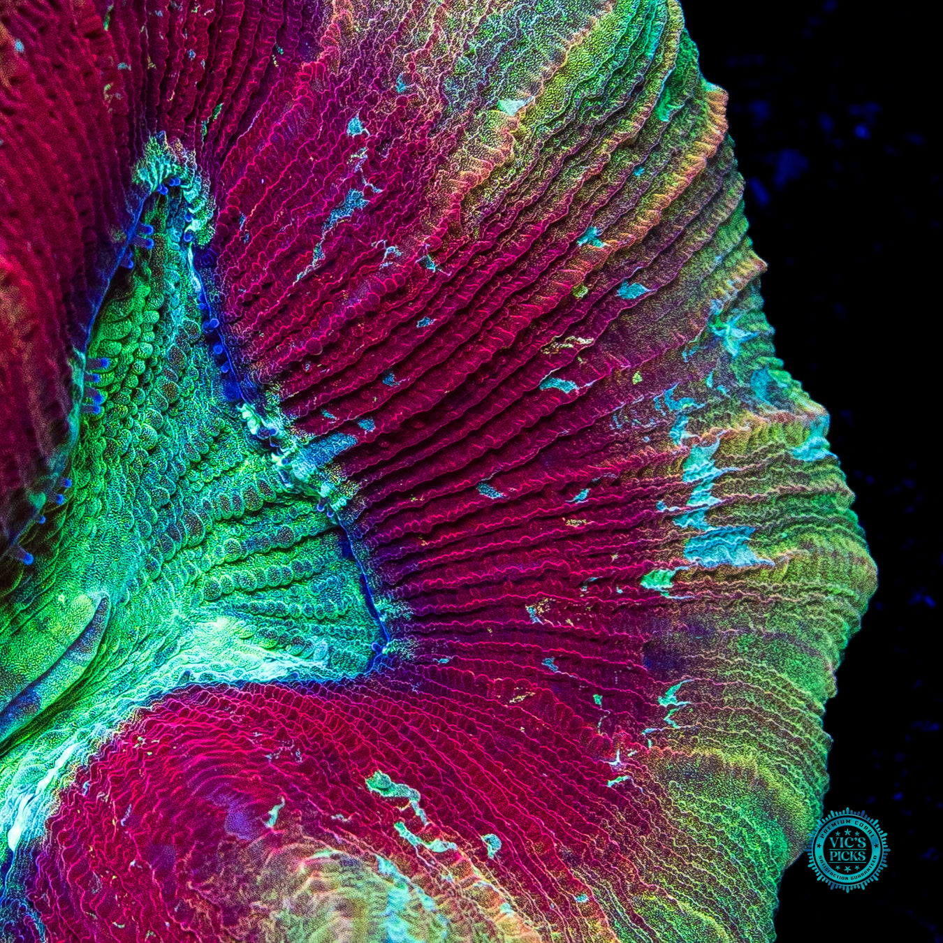 Cosmic Crimson Trachyphyllia