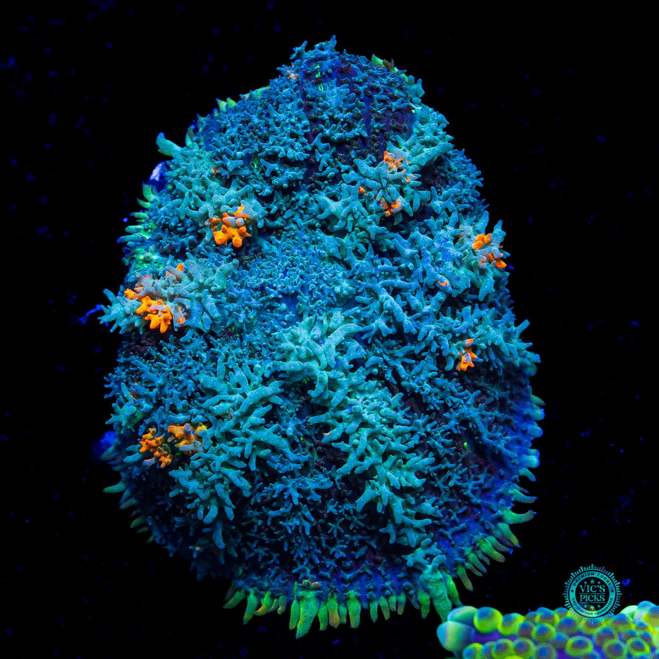 Moon Phaser Rhodactis Mushroom