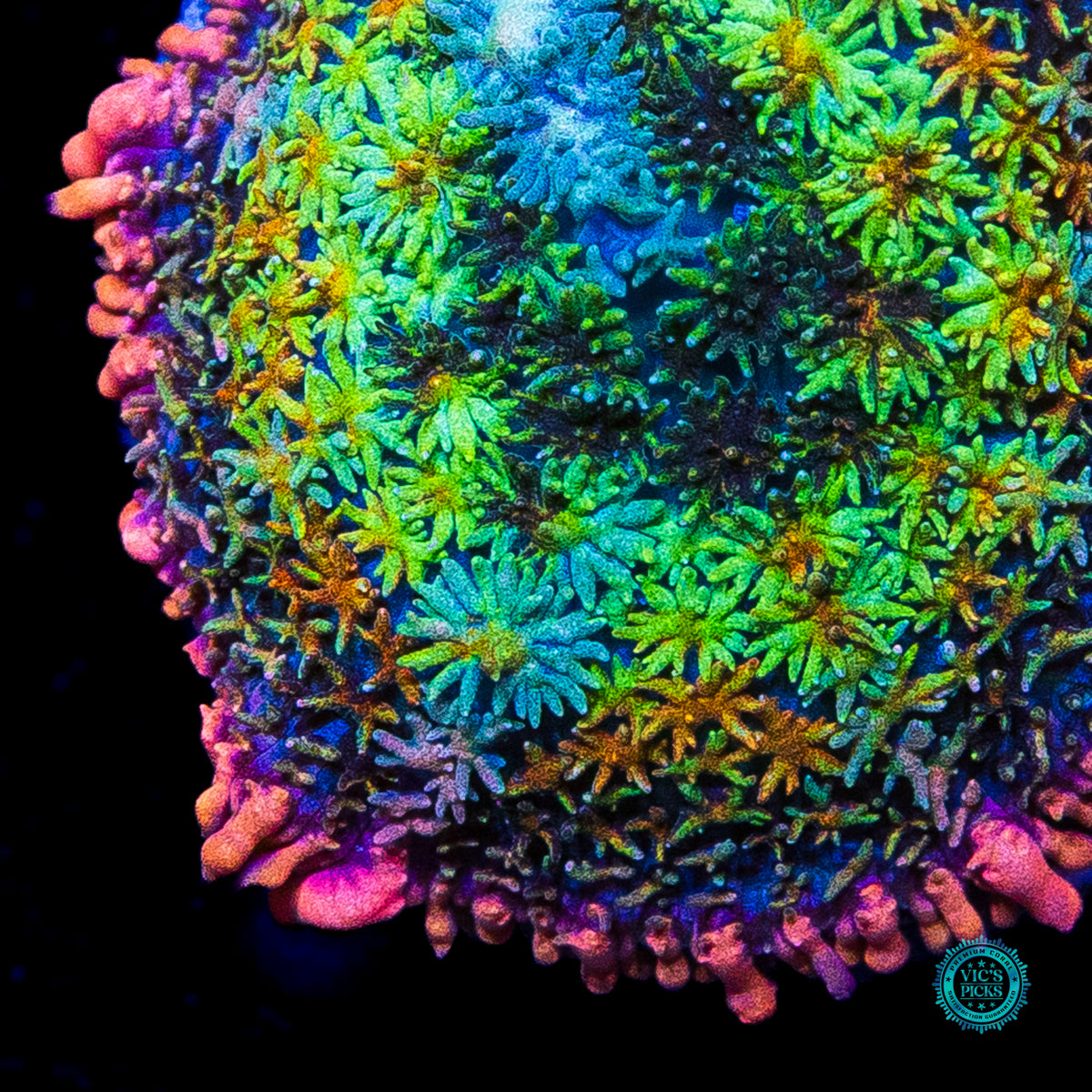 WWC Paradise Cove Carpet Mushroom