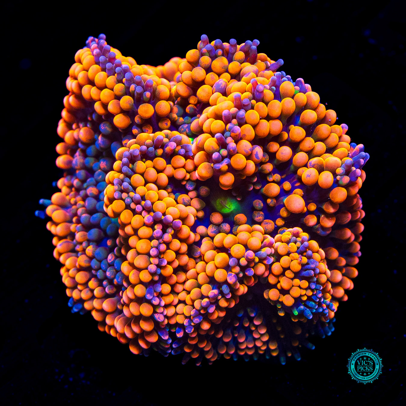 LG Rainbow Rim Ricordea Mushroom