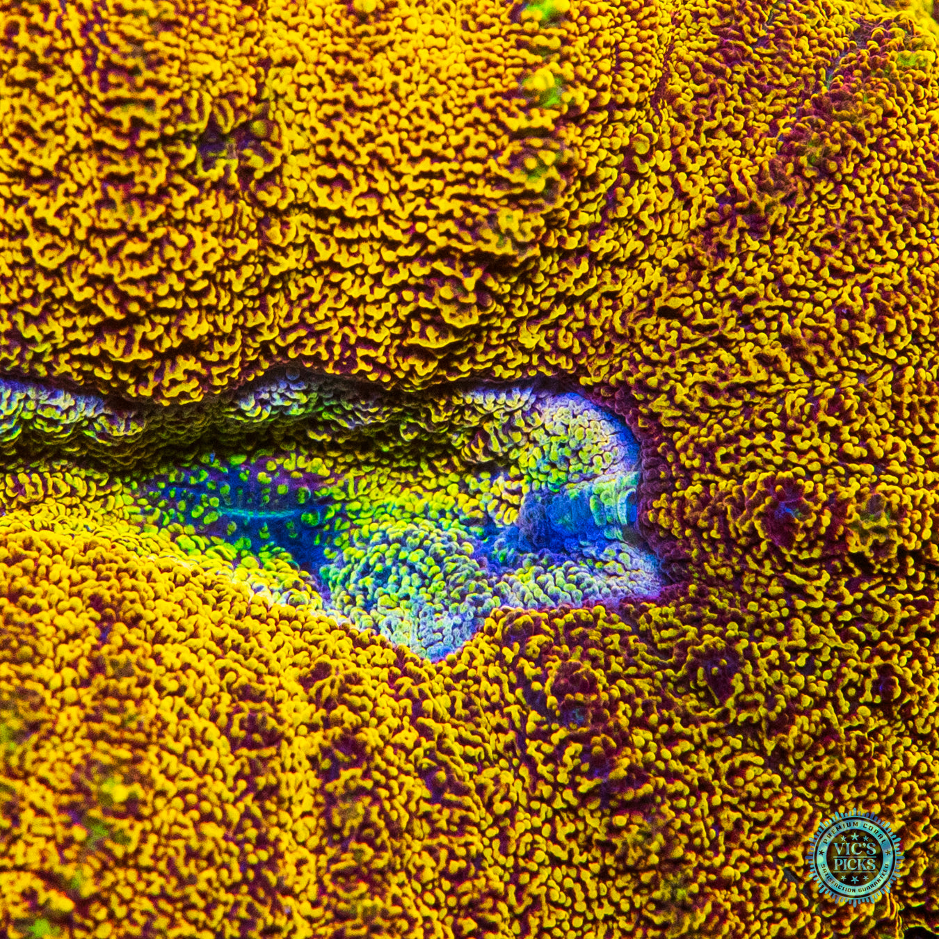 Golden Goblet Lobophyllia