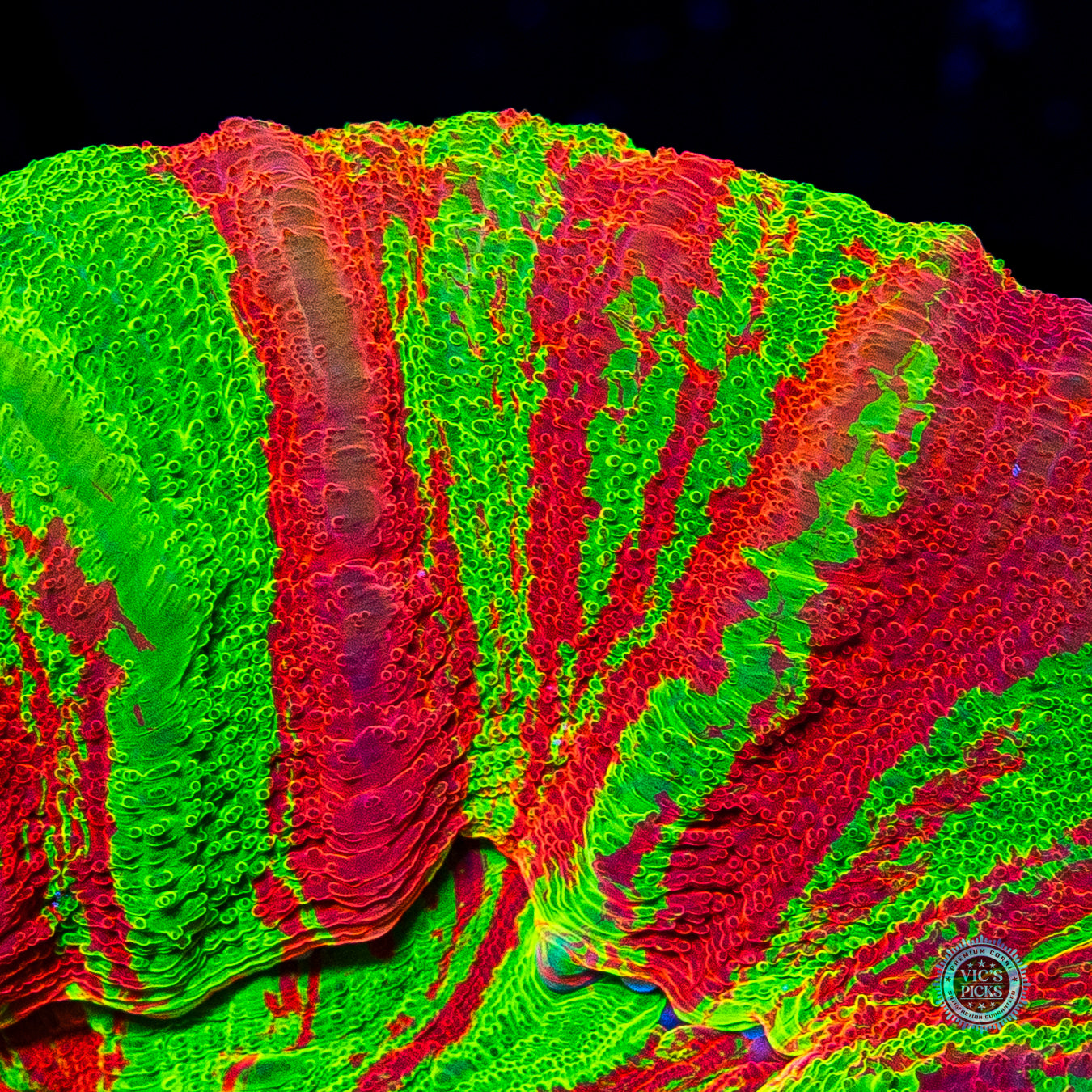 Bleeding Chaos Scolymia