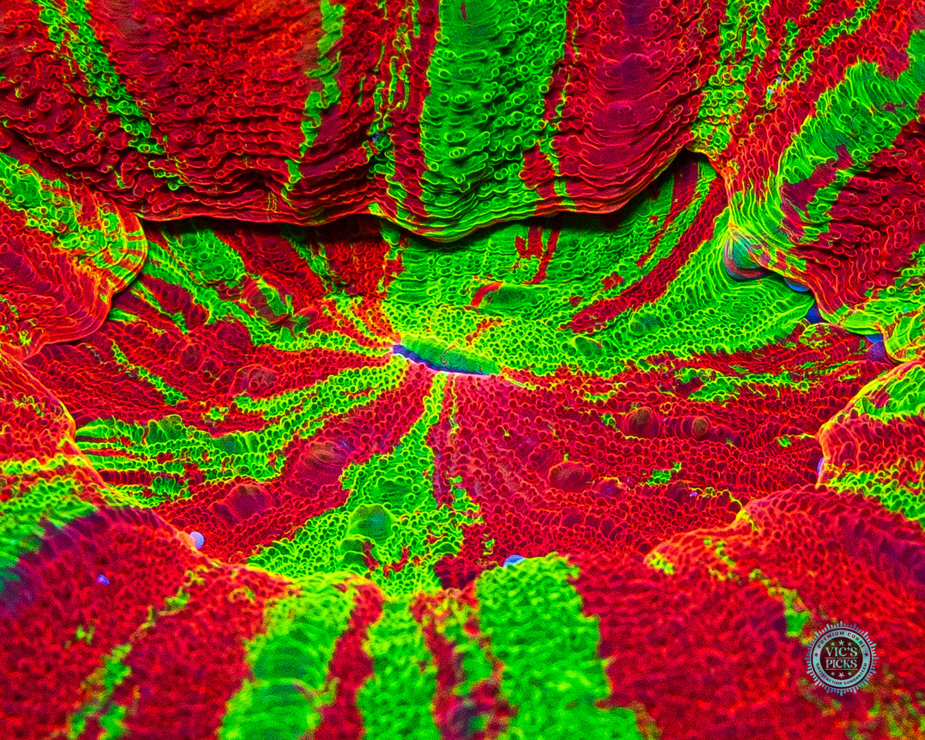 Bleeding Chaos Scolymia