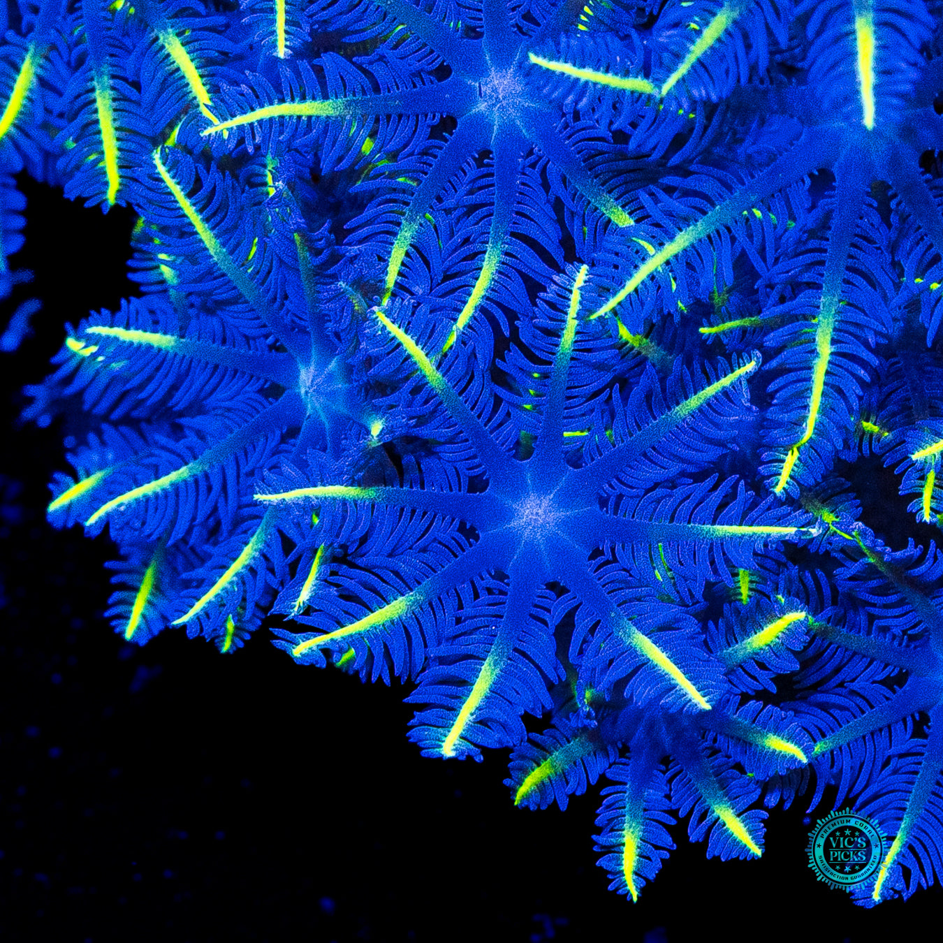 Lemon Tipped Clove Polyps