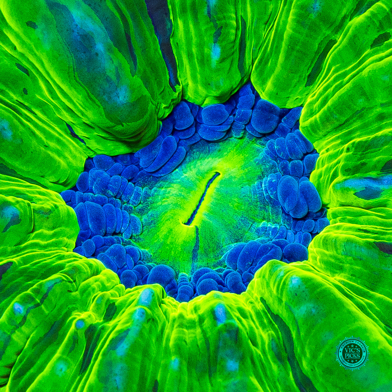Toxic Cloud Cynarina