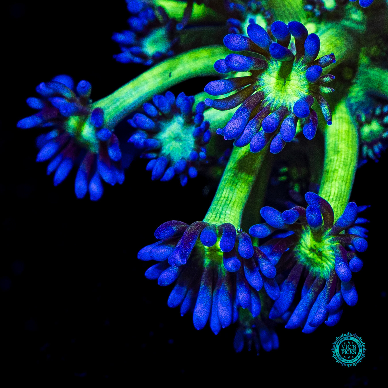 WWC Shadow Flame Goniopora