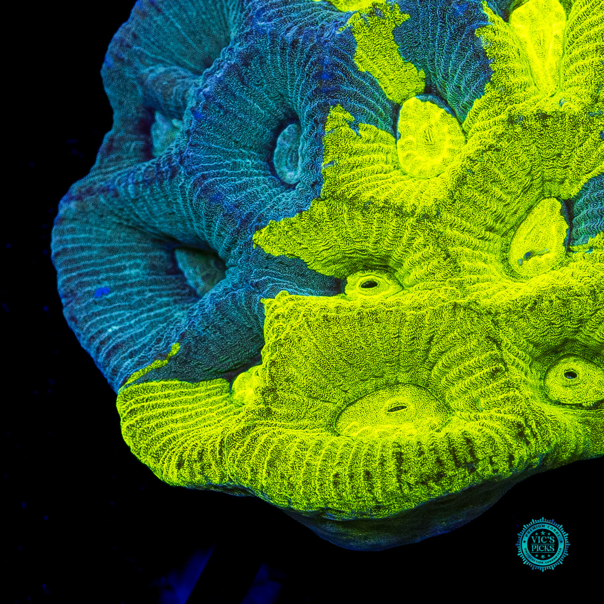 Radioactive Lemon Grafted Goniastrea