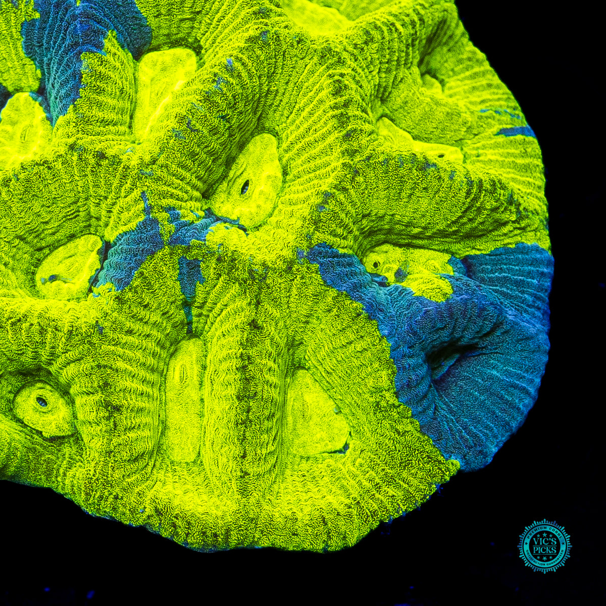 Radioactive Lemon Grafted Goniastrea