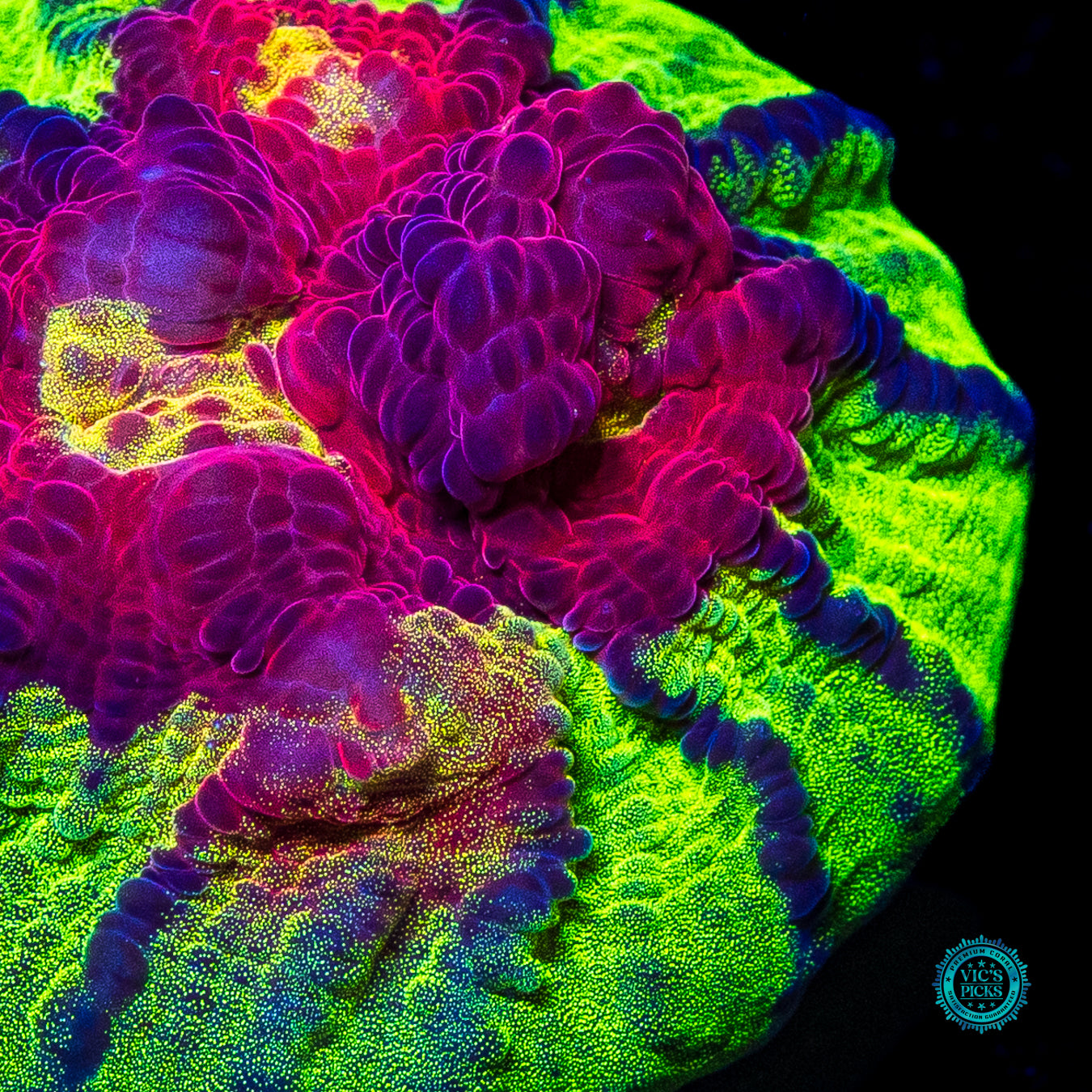 Jason Fox Chemical Reaction Chalice