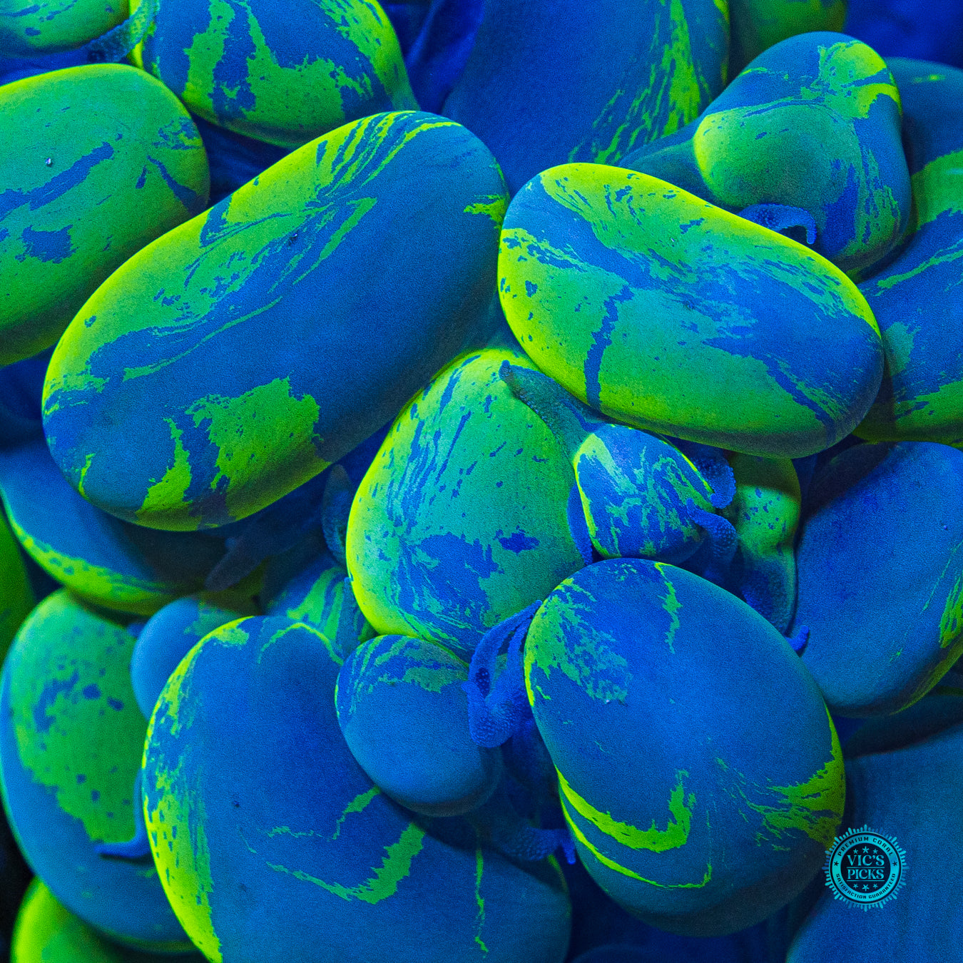 XXXXL Neon Splatter Bubble