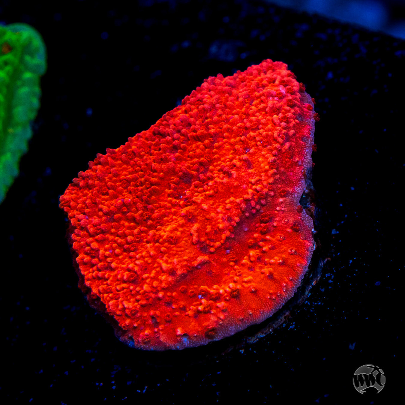 WWC Atomic Red Montipora Coral