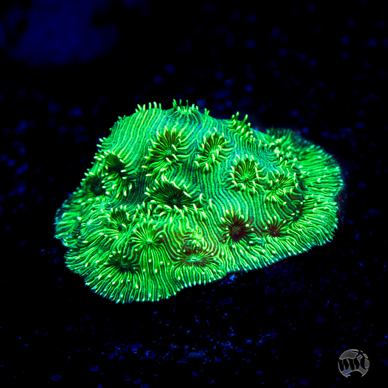 WWC Emerald Pavona Coral