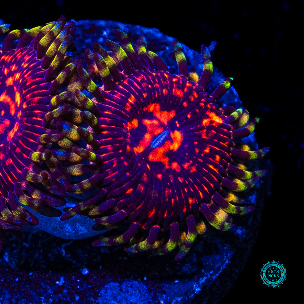 CC Flaming Brohican Zoanthids