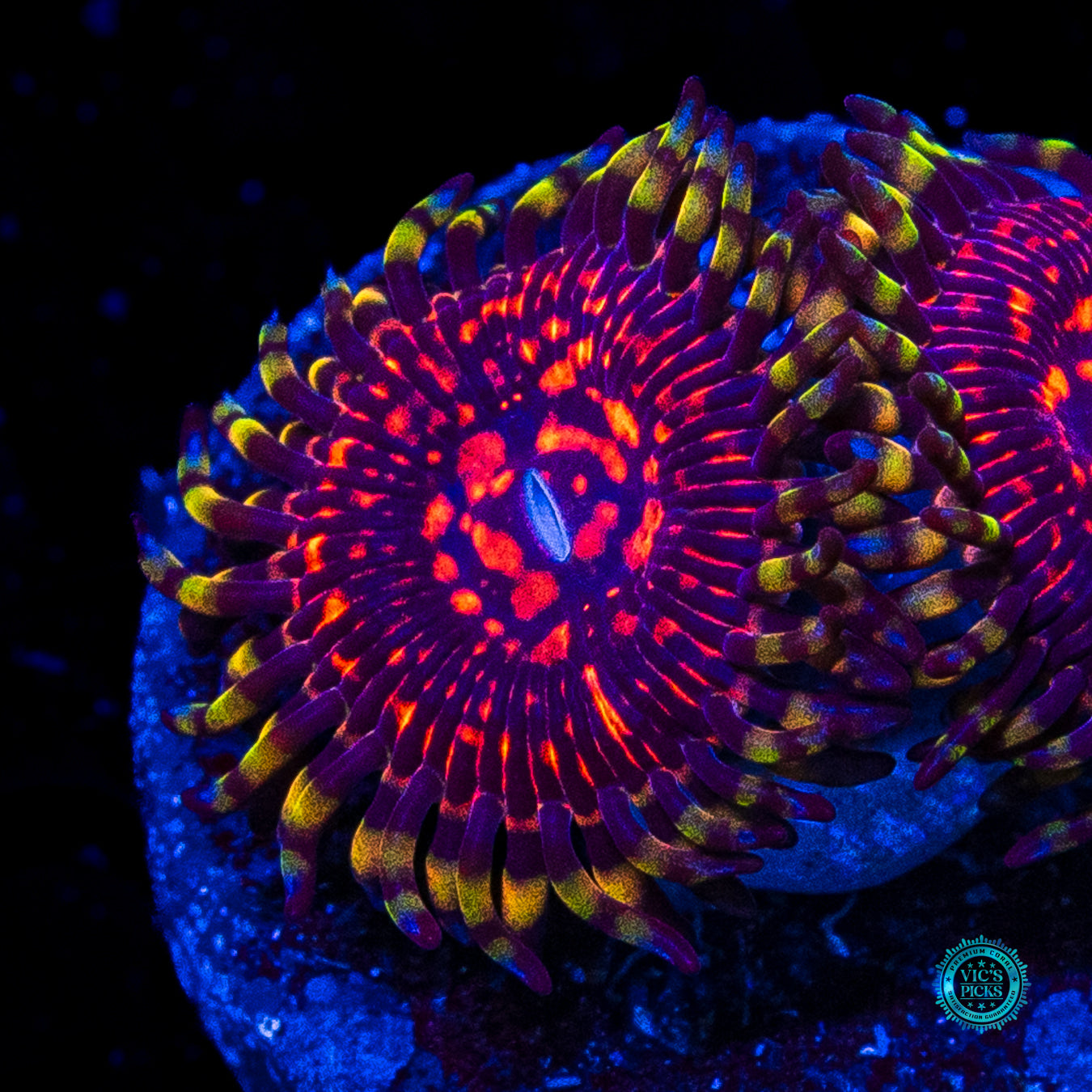 CC Flaming Brohican Zoanthids