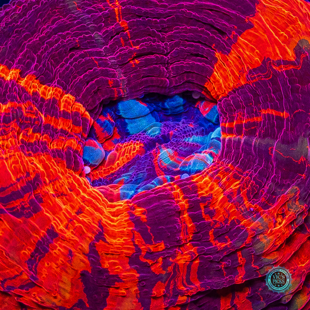 Berry Tart Scolymia