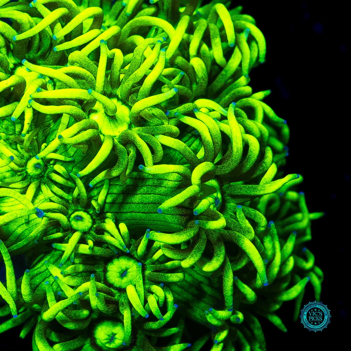 WWC Sky's Neon Freon Goniopora