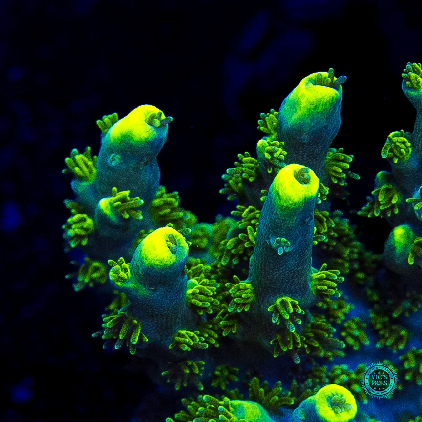 WWC Shark Bite Acropora