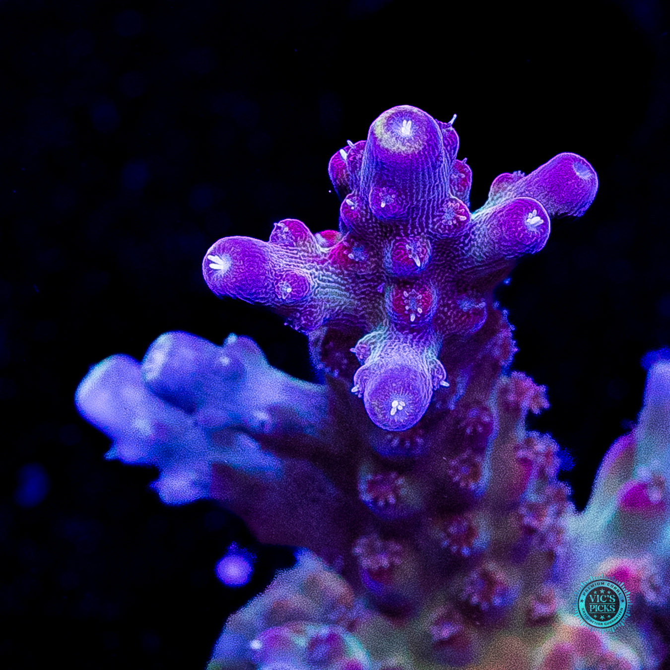 Bali Shortcake Acropora