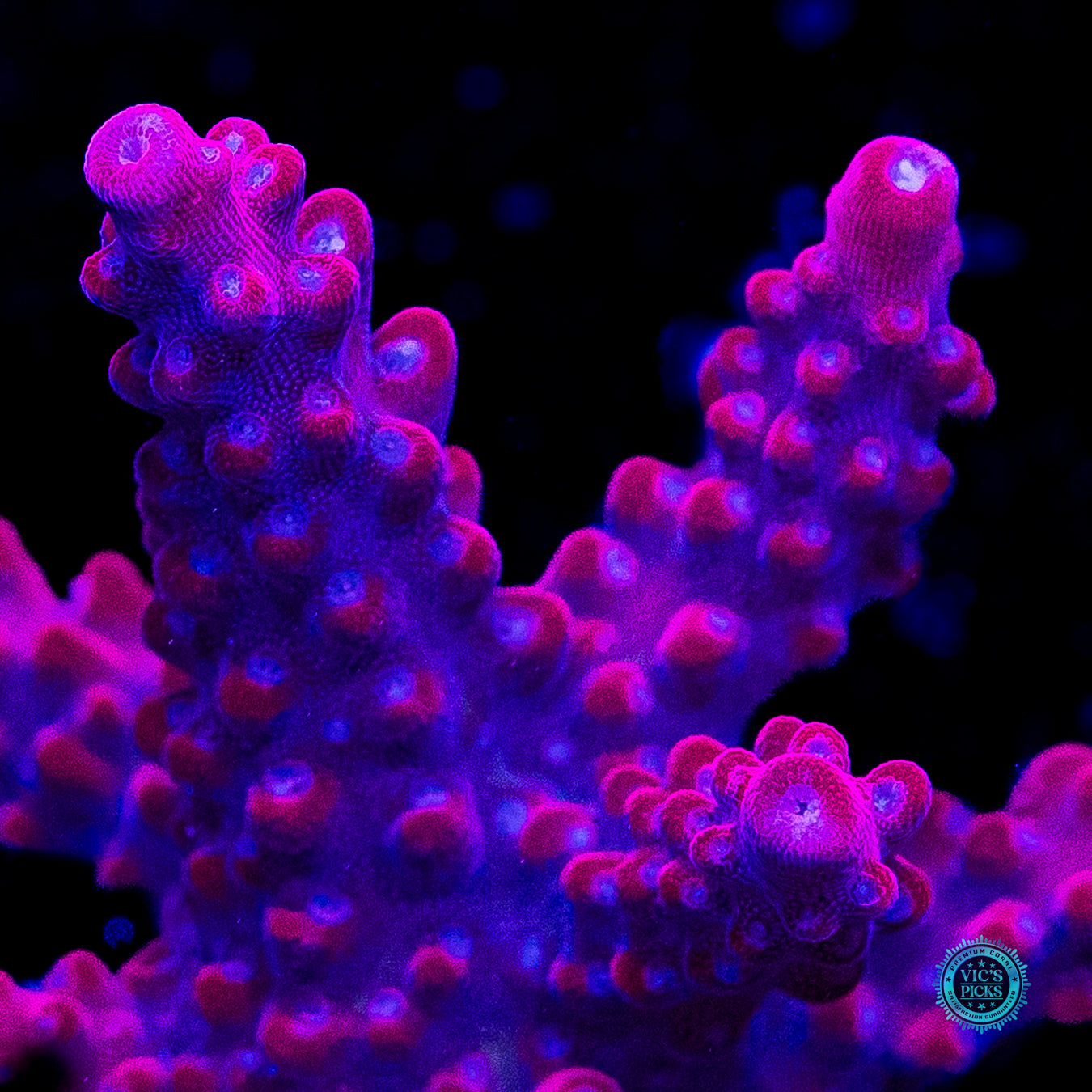 Jason Fox B-33 Bomber Acropora