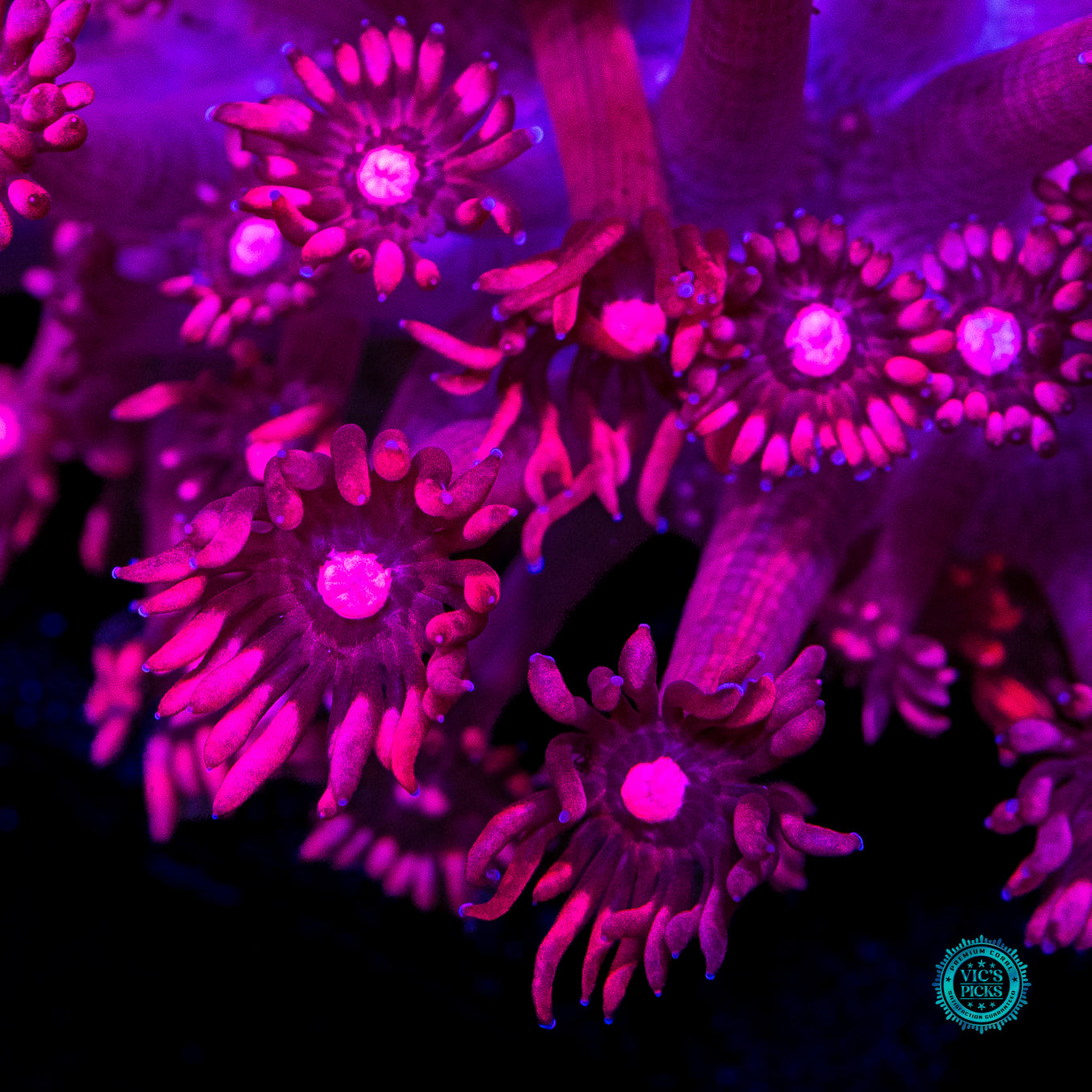 XXL Ruby Red Goniopora