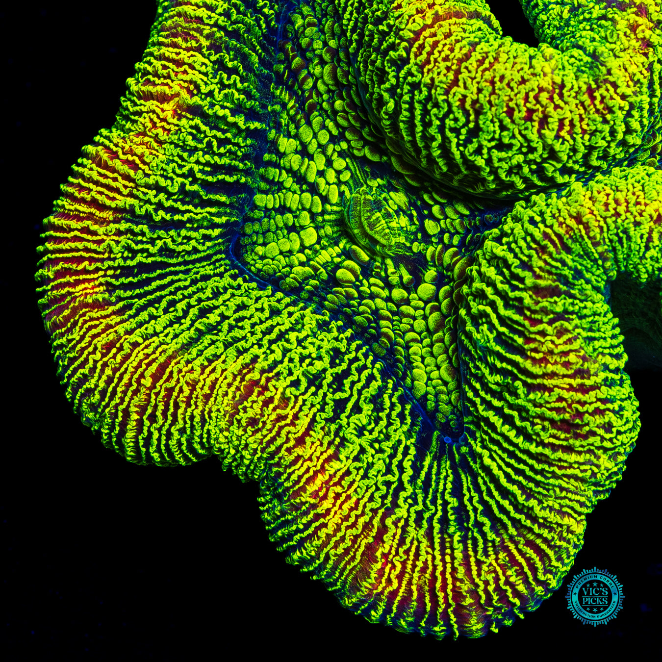 Kryptonite Trachyphyllia