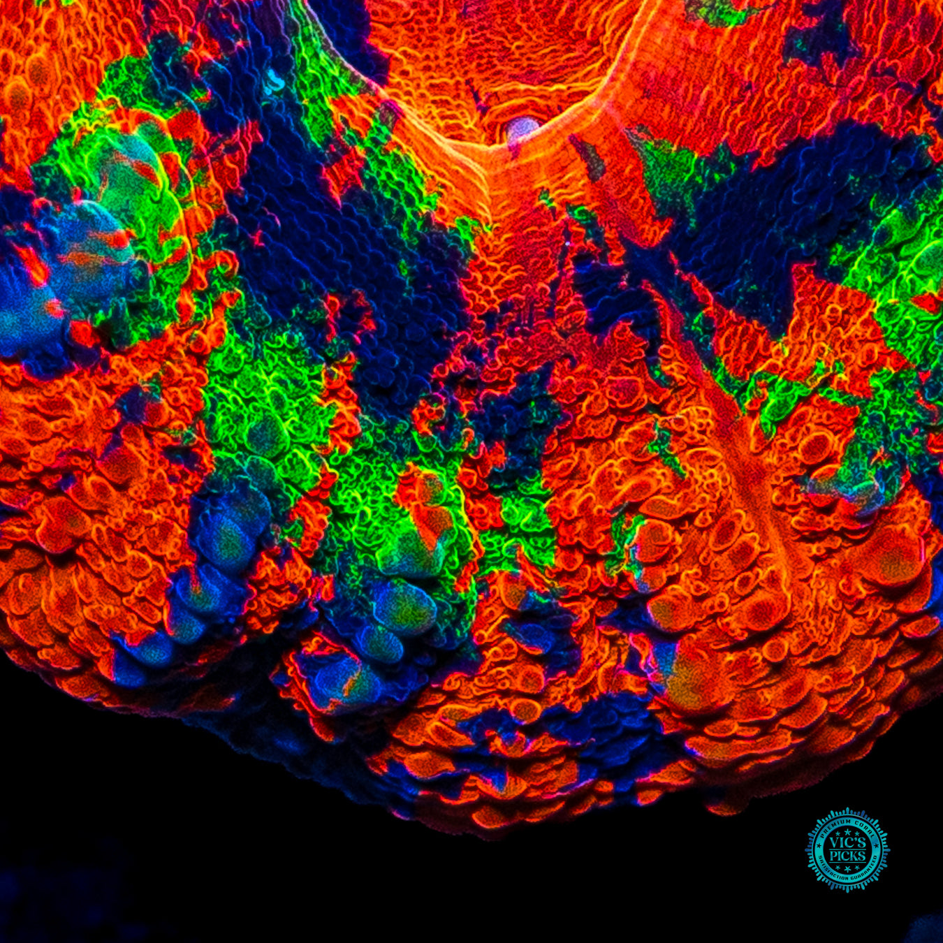 Biodigital Jazz Remastered Scolymia